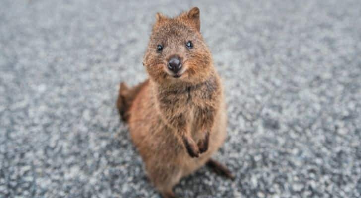 A quokka appearing to smile cutely