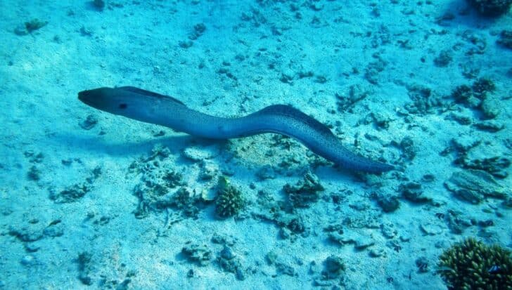 An eel swimming over a sandy ocean floor surrounded by coral and rocks