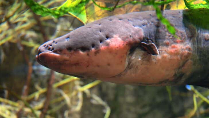Close-up of an electric eel in its natural habitat